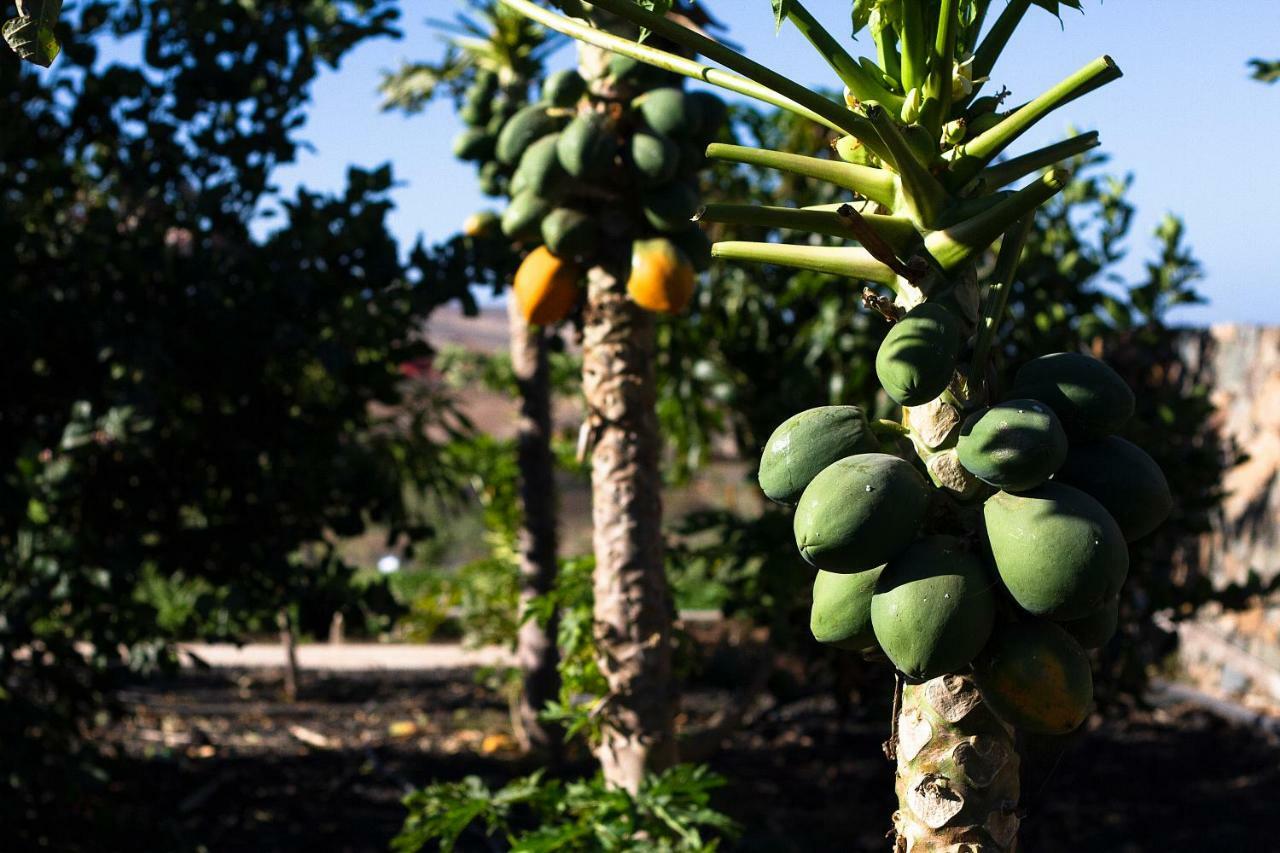 Finca Arbequina Pájara Dış mekan fotoğraf
