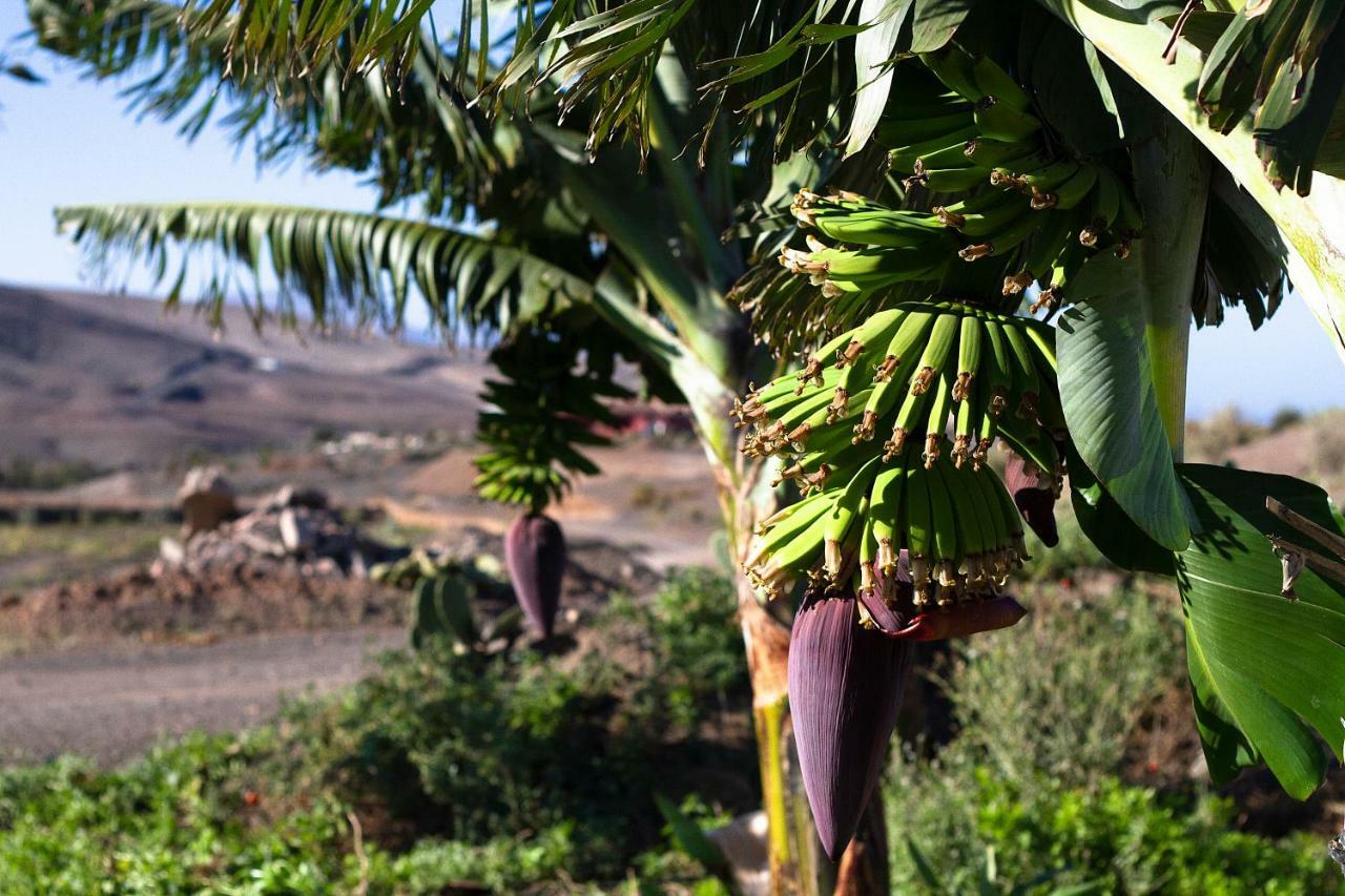 Finca Arbequina Pájara Dış mekan fotoğraf