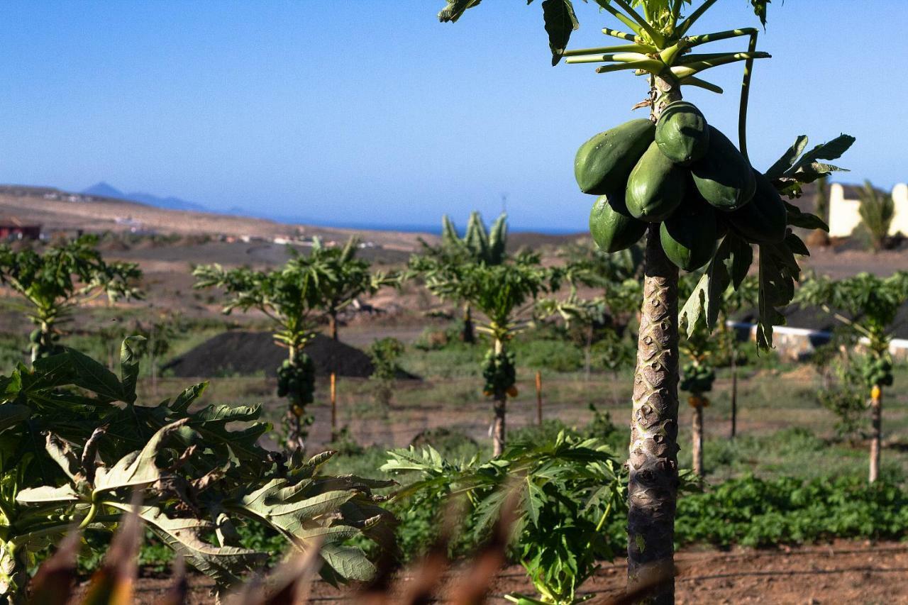 Finca Arbequina Pájara Dış mekan fotoğraf