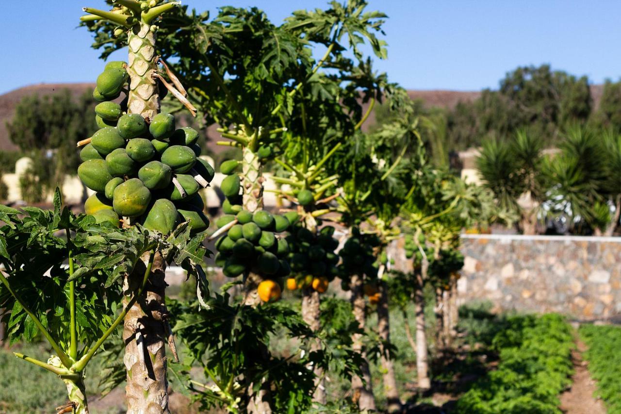 Finca Arbequina Pájara Dış mekan fotoğraf