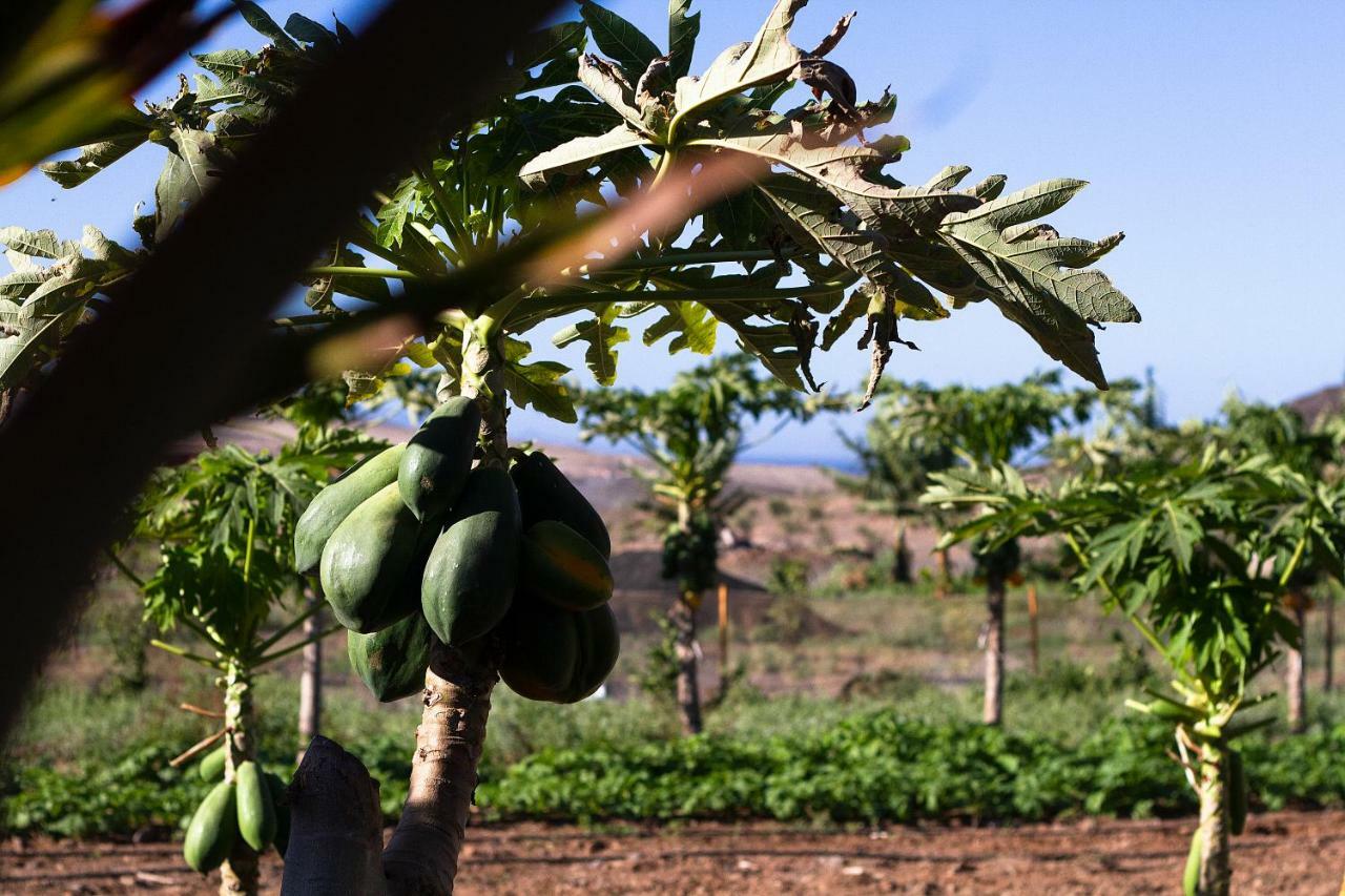 Finca Arbequina Pájara Dış mekan fotoğraf