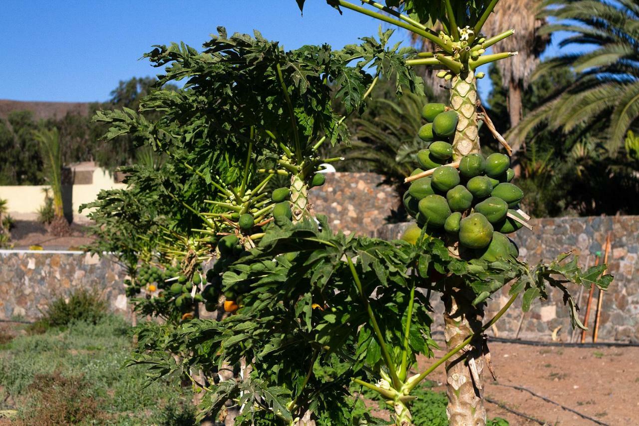 Finca Arbequina Pájara Dış mekan fotoğraf