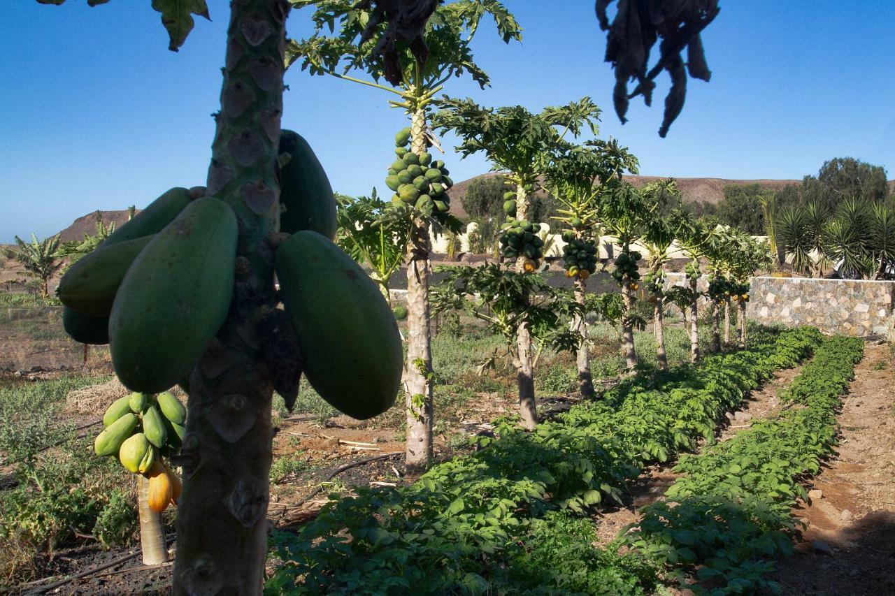 Finca Arbequina Pájara Dış mekan fotoğraf