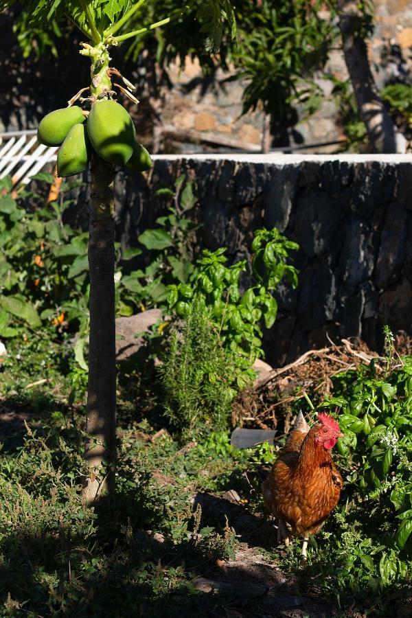 Finca Arbequina Pájara Dış mekan fotoğraf